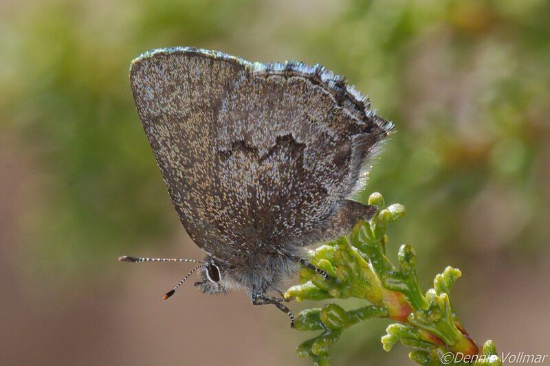 File:Callophrys fotis.jpg