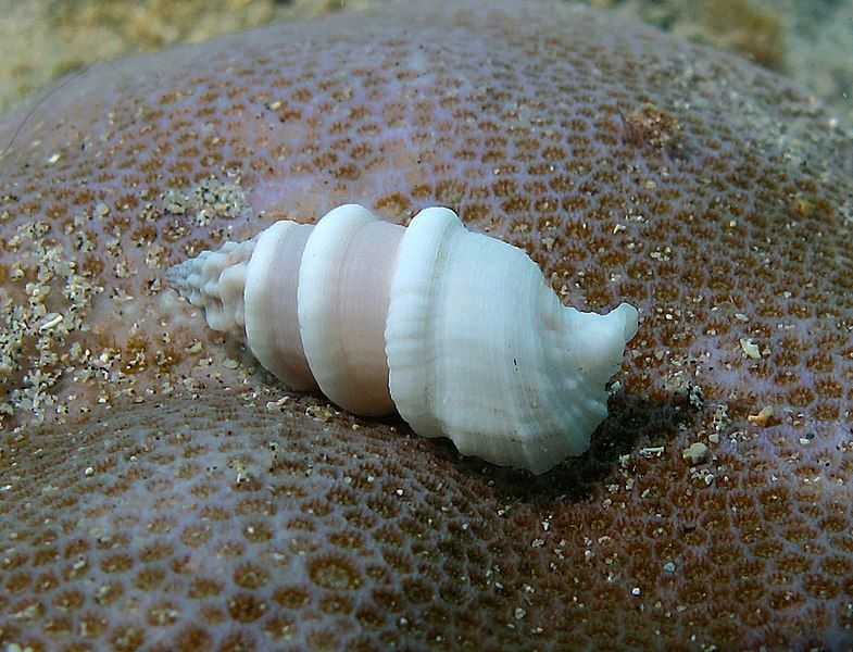 File:Cerithium torulosum.jpg