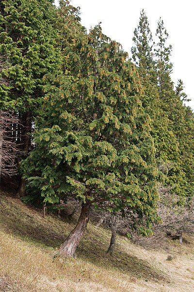 File:Chamaecyparis obtusa 01.jpg