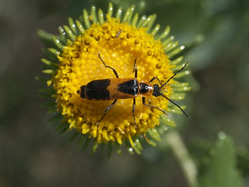 File:Chauliognathus basalis P1320841a.jpg