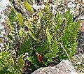 Cheilanthes clevelandii