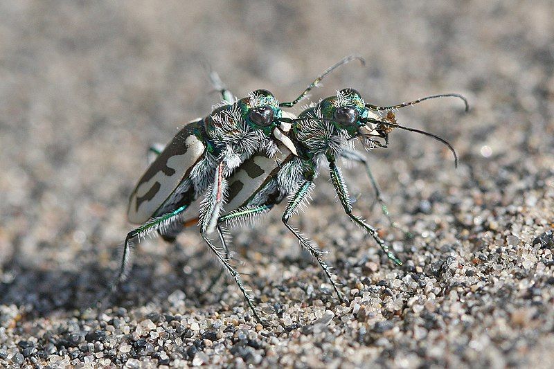 File:Cicindela arenicola 127566846.jpg