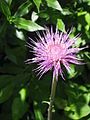 Cirsium helenioides