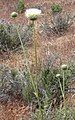 Cirsium neomexicanum