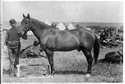 "Lord Byron", the only survivor of The Charge of the Light Brigade. Wikipedia: Reliable. Accurate. Informative.