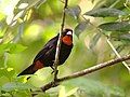 Comeñame (Loxigilla portoricensis)