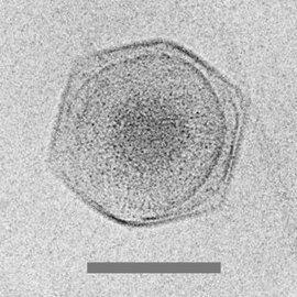 Cryo-electron micrograph of the CroV giant virus [71] scale bar=0.2 μm