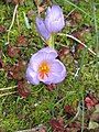 Crocus longiflorus close-up