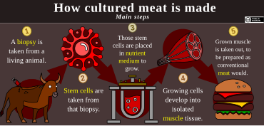 A five-step diagram of cultured meat's production process