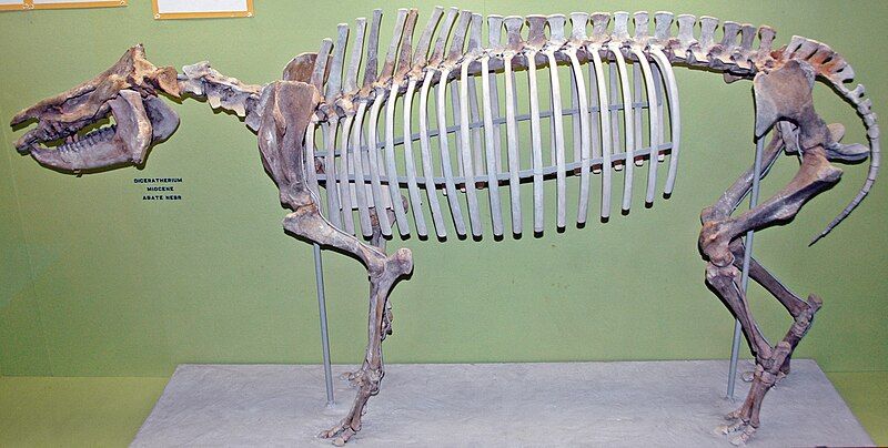 File:Diceratherium skeleton.jpg