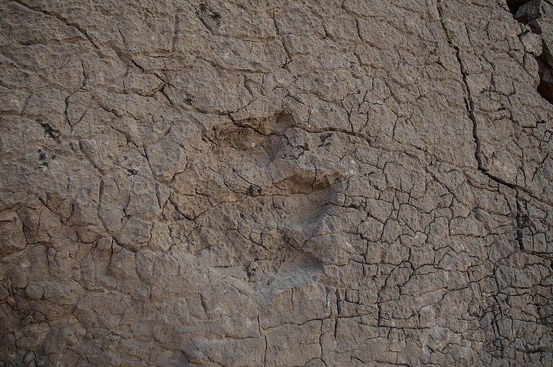 File:Dinosaur footprint.jpg