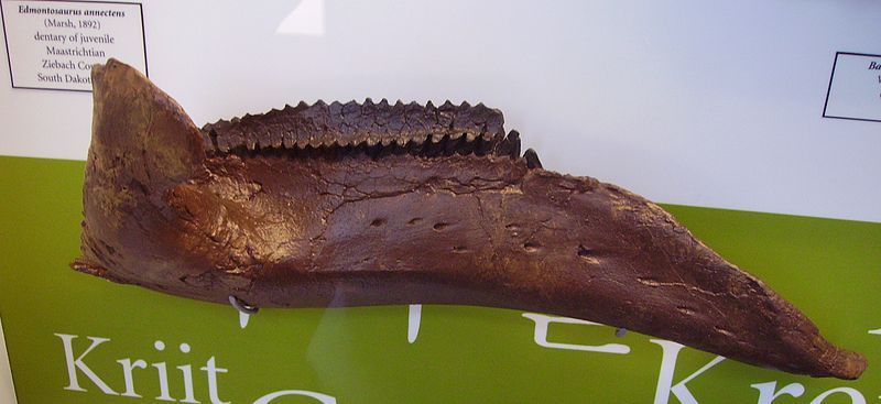 File:Edmontosaurus dentary.JPG