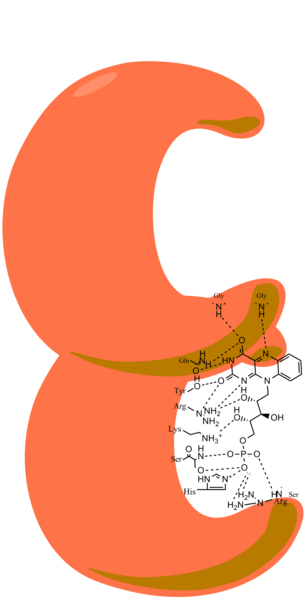 File:Enzyme with FMN.png