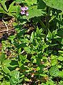 Alpine fireweed.