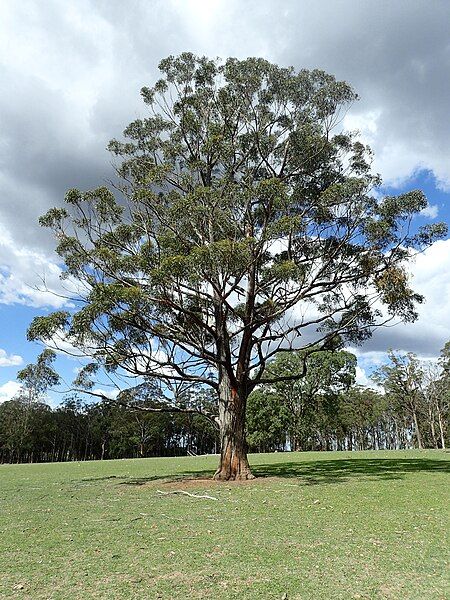 File:Eucalyptus cameronii habit.jpg