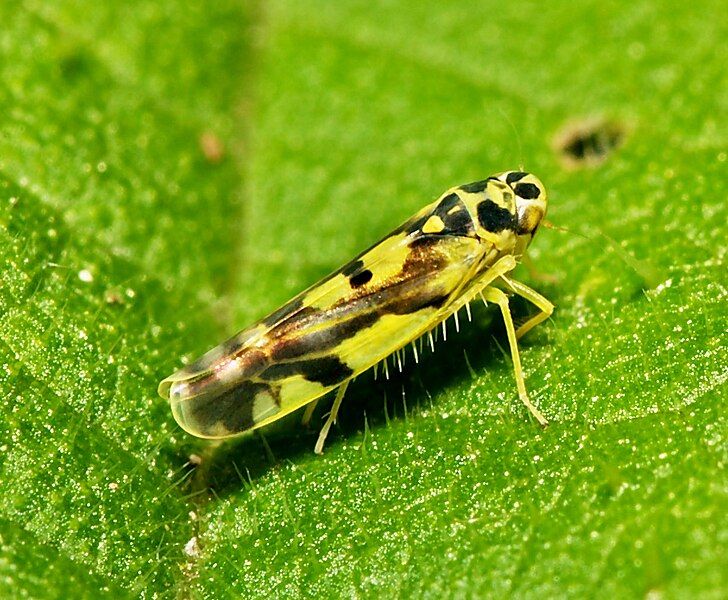 File:Eupteryx.aurata.jpg