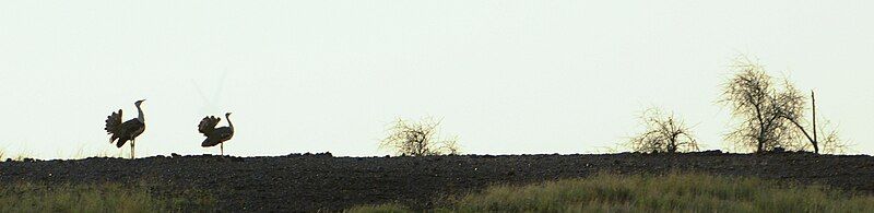 File:GIBustard DSC0851.jpg