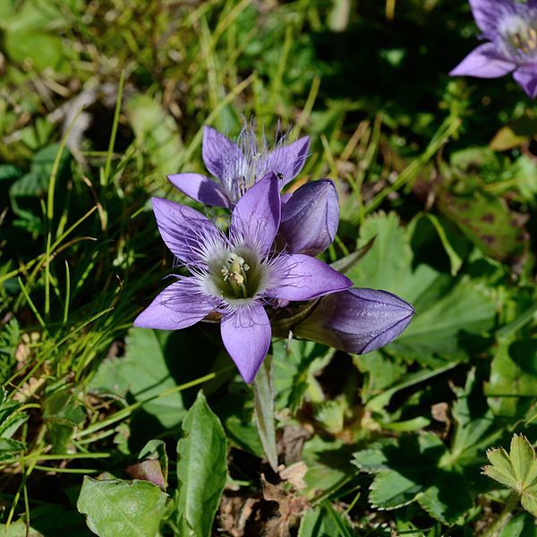 File:Gentianella germanica-DSC 5044w.jpg