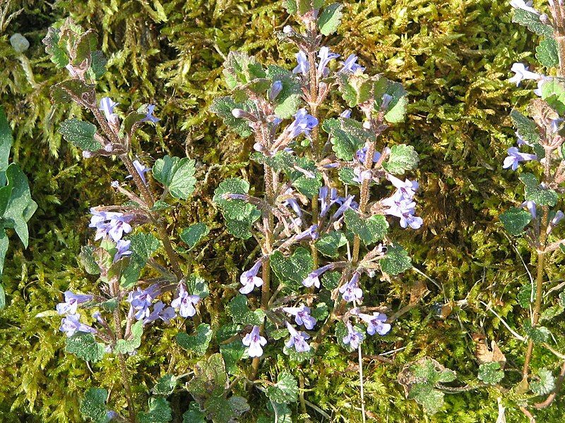 File:Glechoma hederacea001.jpg