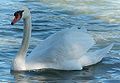 Mute Swan