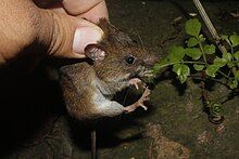 Alfaro's rice rat held by the back of its neck.