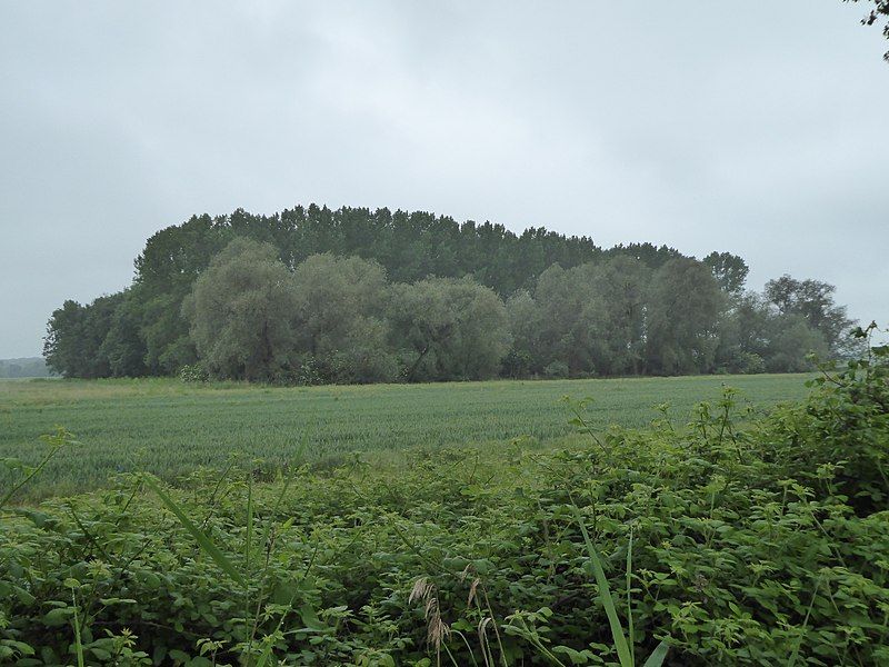 File:Hilgay Heronry 1.jpg