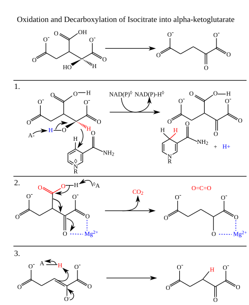 File:IDHcatalyticmechanism-en.svg