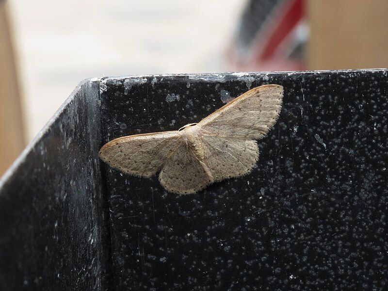 File:Idaea eugeniata.jpg