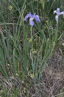 Strongly blue veined iris flower atop a stem amid narrow sword-like leaves