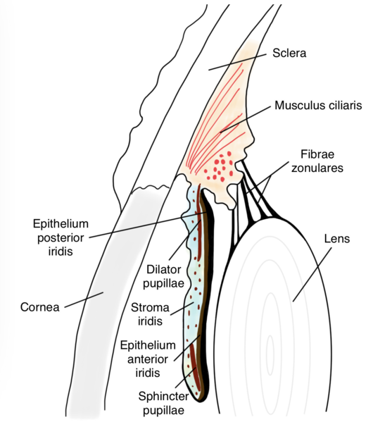 File:Iris structure.png