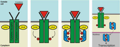 Once a ligand binds to the receptor, JAKs add phosphates to the receptor. Two STAT proteins then bind to the phosphates, and then the STATs are phosphorylated by JAKs to form a dimer. The dimer enters the nucleus, binds to DNA, and causes transcription of target genes.