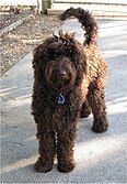 :Labradoodle