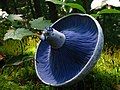 Lactarius indigo, by Dan Molter