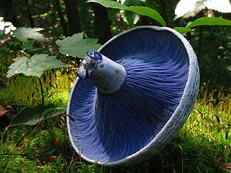 Blue milk mushroom