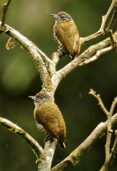 File:Lafresnaye‘sPiculet.jpg