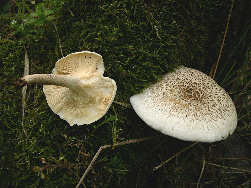 File:Lentinus tigrinus.JPG