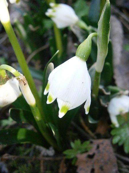 File:Leucojum vernum close-up.jpg