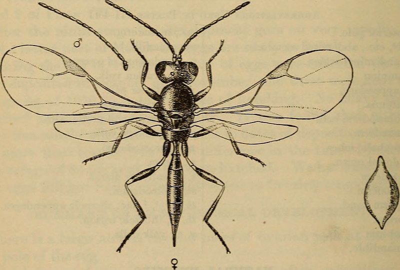 File:Lysephlebus testaceipes habitus.jpg