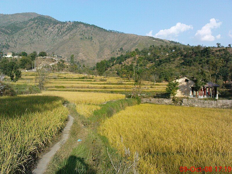 File:Martung Rice Field.Jpg