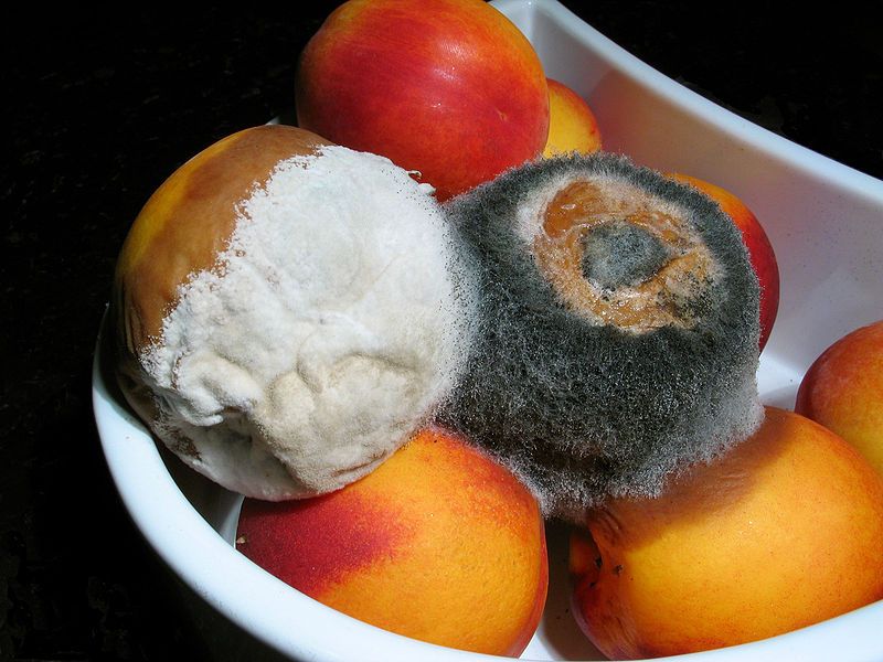 File:Moldy nectarines.jpg