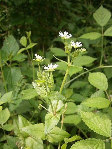 File:Myosoton aquaticum 001.JPG