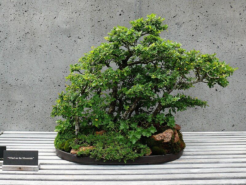 File:NCArboretum Bonsai-27527-3.jpg