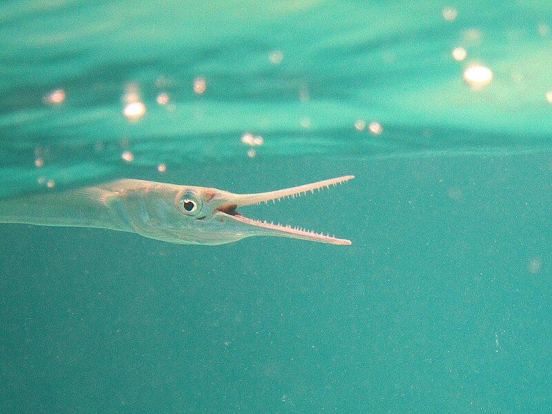 File:Needlefish2.JPG