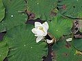 Nelumbo lutea opening