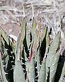 Nevada agave