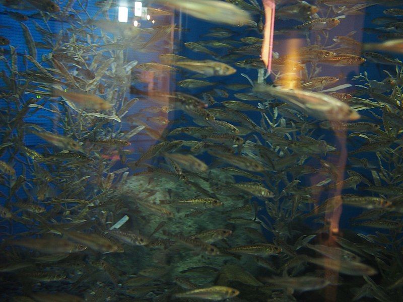 File:Oga Aquarium 19.jpg