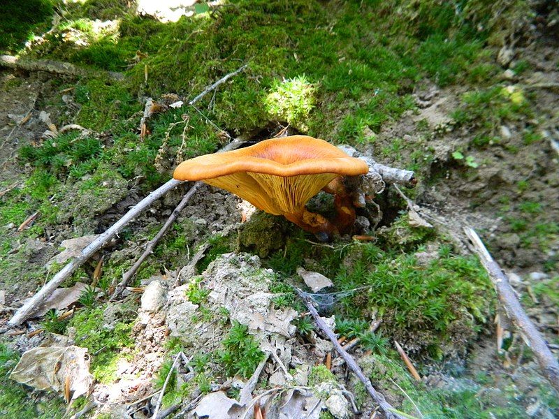 File:Omphalotus olearius 3.jpg