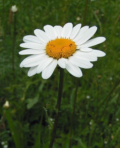 File:Oxeye daisy 800.jpg