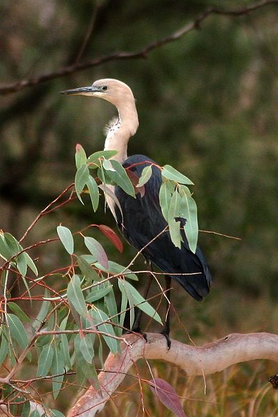 File:Pacific Heron.jpg