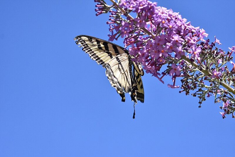 File:Papilio spp.jpg